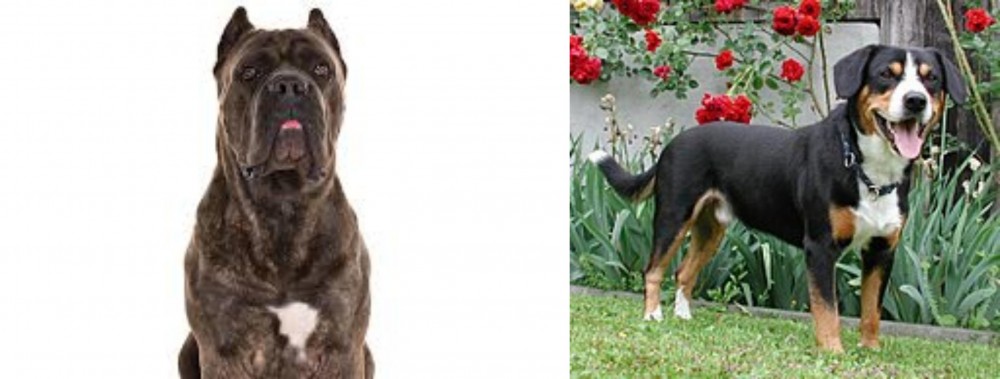 Entlebucher Mountain Dog vs Cane Corso - Breed Comparison