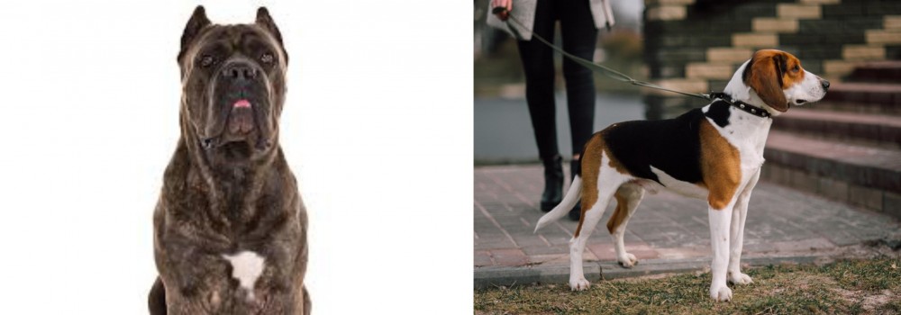 Estonian Hound vs Cane Corso - Breed Comparison