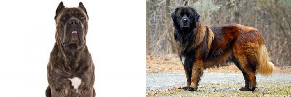 Estrela Mountain Dog vs Cane Corso - Breed Comparison