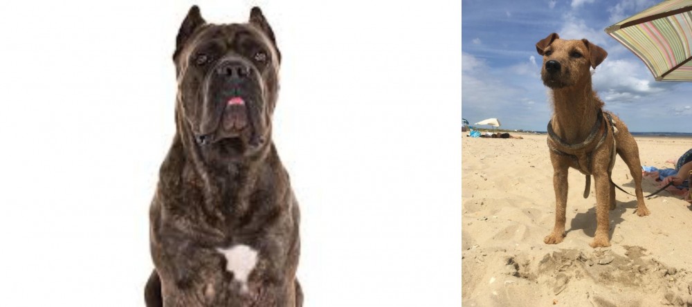 Fell Terrier vs Cane Corso - Breed Comparison