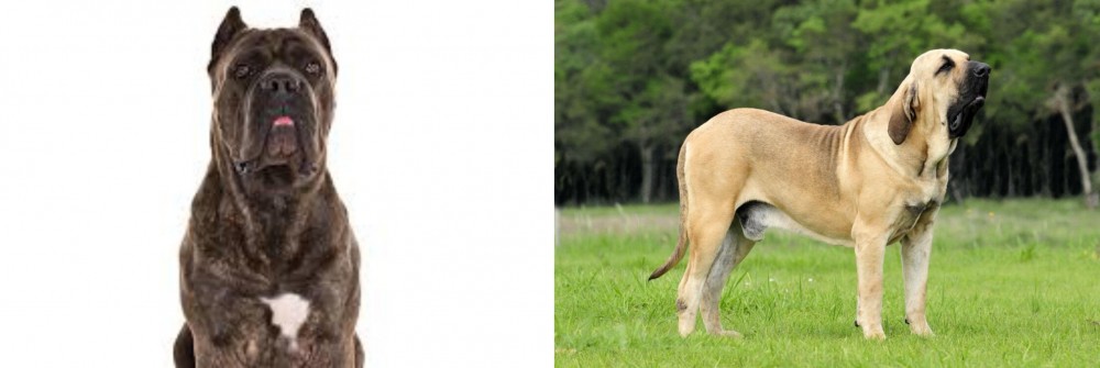 Fila Brasileiro vs Cane Corso - Breed Comparison