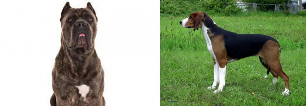 Finnish Hound vs Cane Corso - Breed Comparison