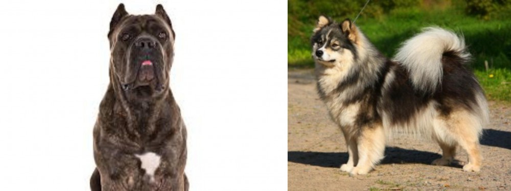 Finnish Lapphund vs Cane Corso - Breed Comparison