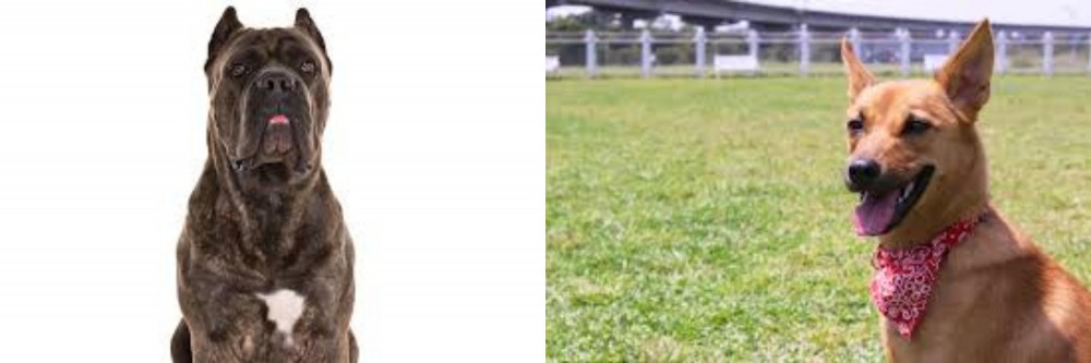Formosan Mountain Dog vs Cane Corso - Breed Comparison