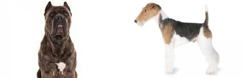 Fox Terrier vs Cane Corso - Breed Comparison