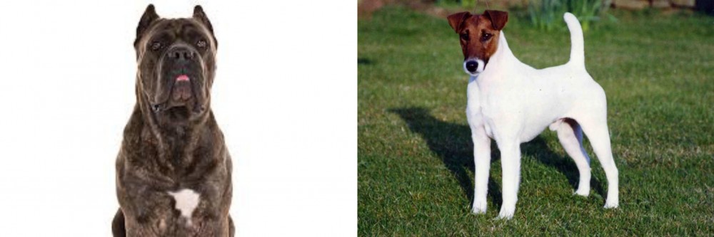 Fox Terrier (Smooth) vs Cane Corso - Breed Comparison