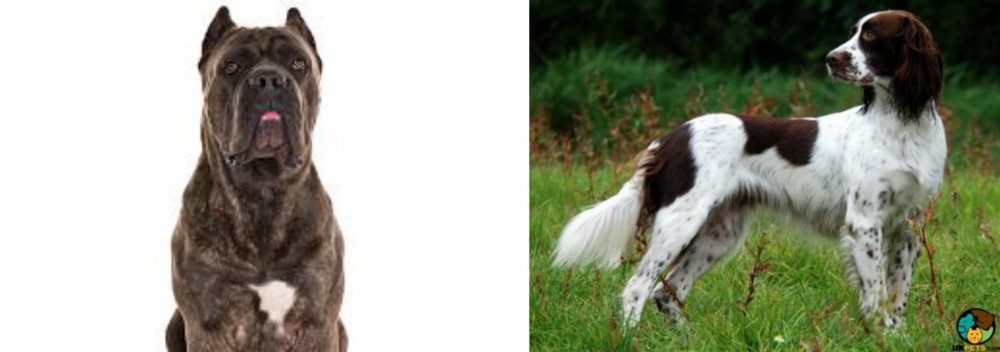 French Spaniel vs Cane Corso - Breed Comparison