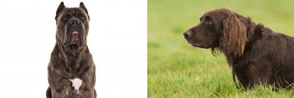 German Longhaired Pointer vs Cane Corso - Breed Comparison