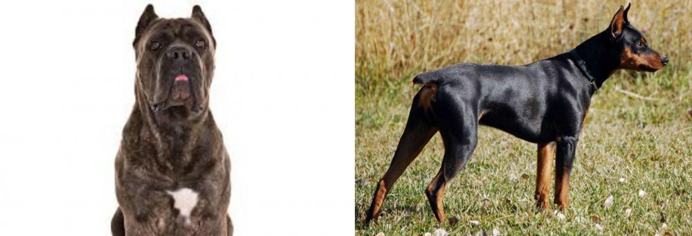 German Pinscher vs Cane Corso - Breed Comparison