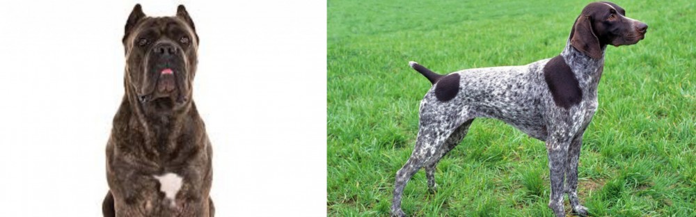 German Shorthaired Pointer vs Cane Corso - Breed Comparison