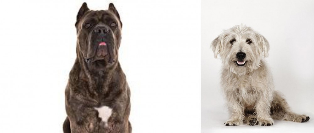 Glen of Imaal Terrier vs Cane Corso - Breed Comparison