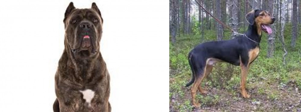 Greek Harehound vs Cane Corso - Breed Comparison
