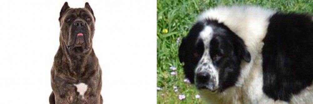 Greek Sheepdog vs Cane Corso - Breed Comparison