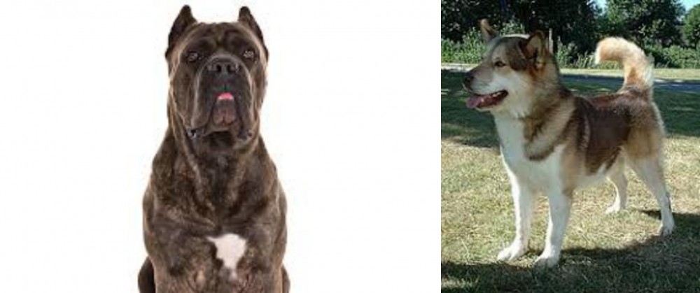Greenland Dog vs Cane Corso - Breed Comparison