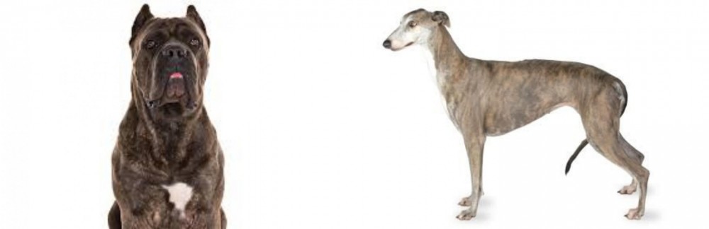 Greyhound vs Cane Corso - Breed Comparison