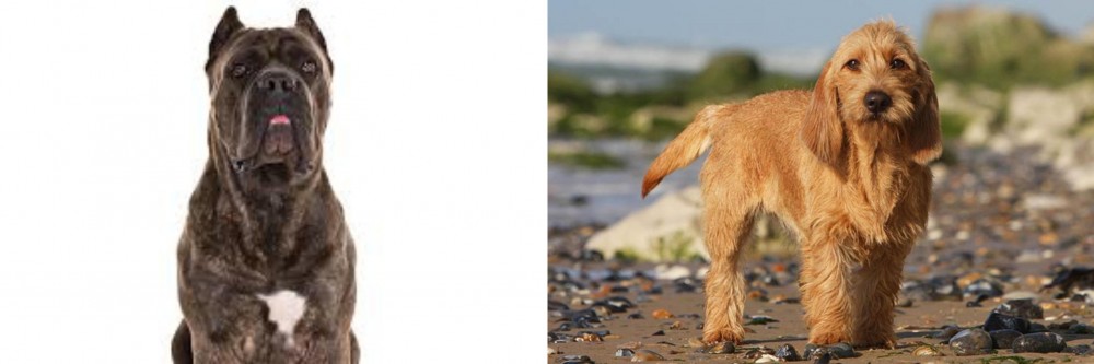 Griffon Fauve de Bretagne vs Cane Corso - Breed Comparison