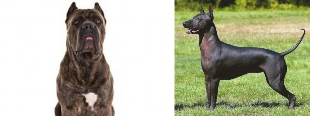 Hairless Khala vs Cane Corso - Breed Comparison