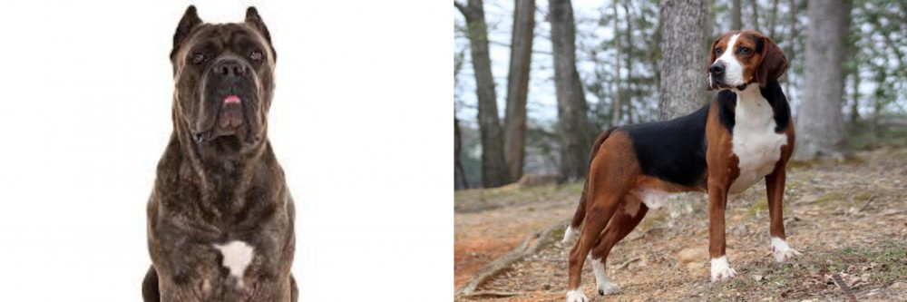 Hamiltonstovare vs Cane Corso - Breed Comparison