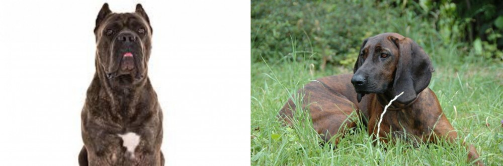 Hanover Hound vs Cane Corso - Breed Comparison