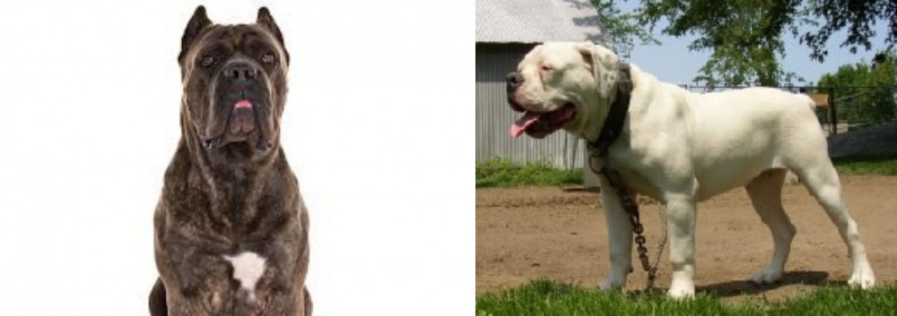 Hermes Bulldogge vs Cane Corso - Breed Comparison