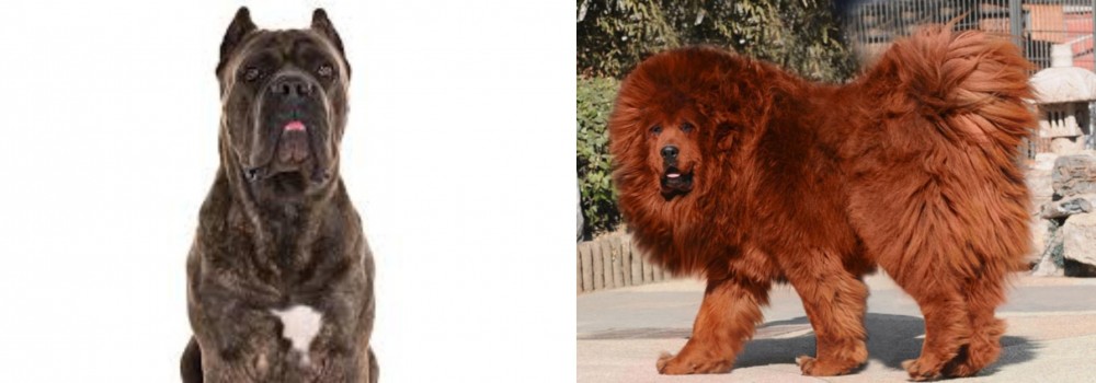 Himalayan Mastiff vs Cane Corso - Breed Comparison