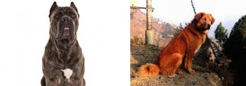 Himalayan Sheepdog vs Cane Corso - Breed Comparison