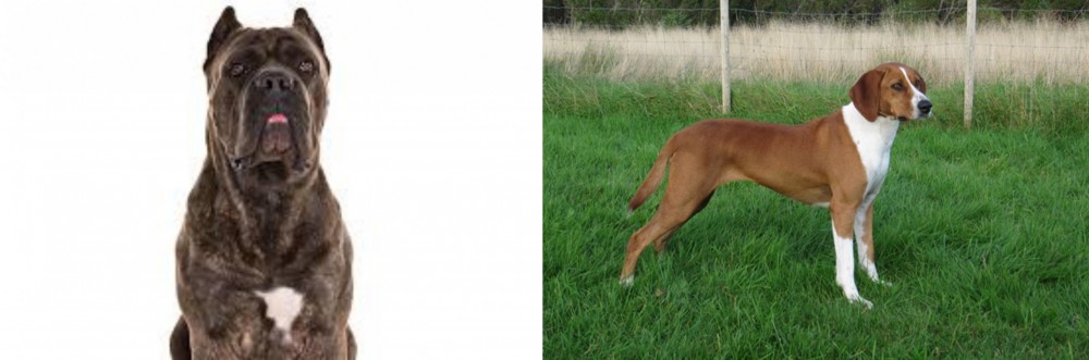 Hygenhund vs Cane Corso - Breed Comparison