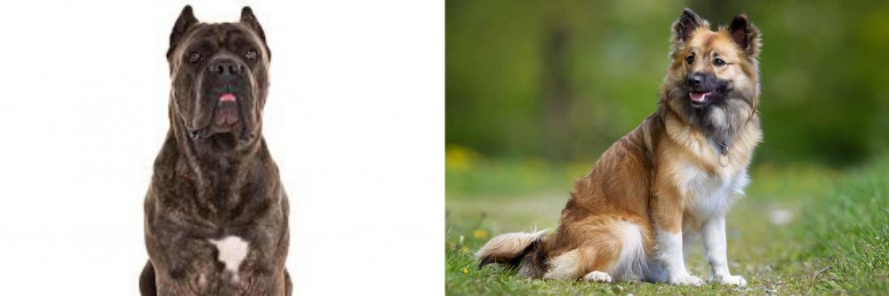 Icelandic Sheepdog vs Cane Corso - Breed Comparison