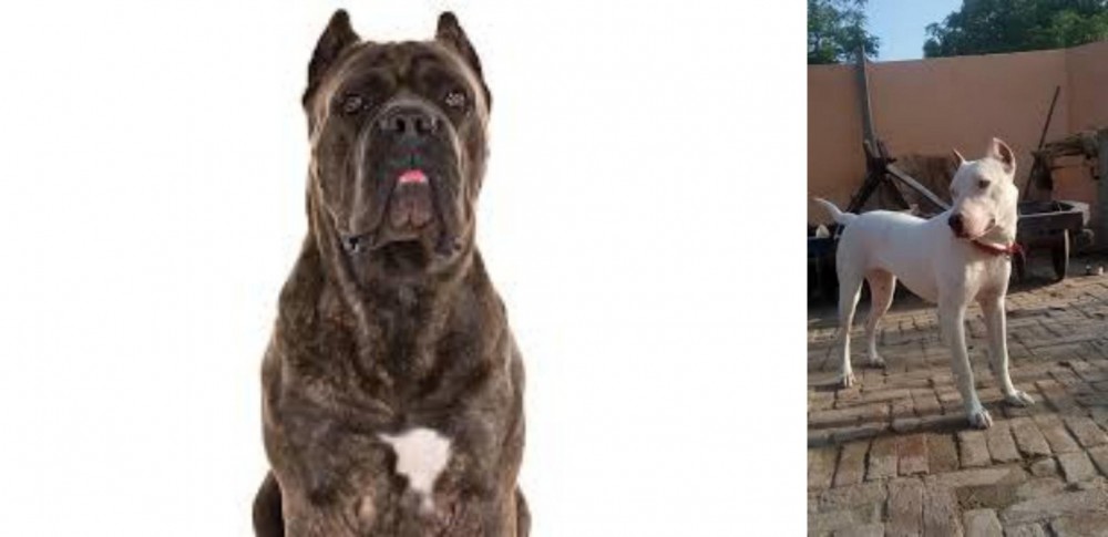 Indian Bull Terrier vs Cane Corso - Breed Comparison