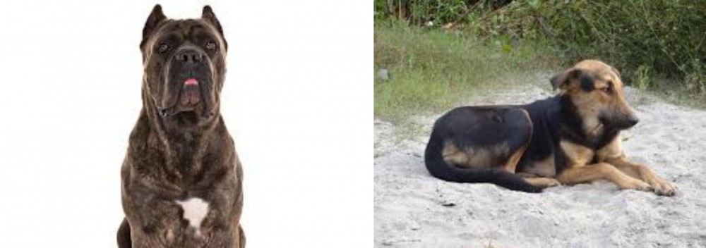 Indian Pariah Dog vs Cane Corso - Breed Comparison