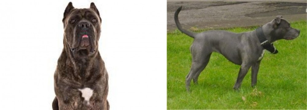 Irish Bull Terrier vs Cane Corso - Breed Comparison