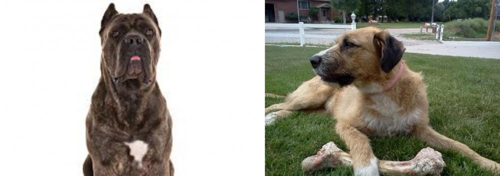 Irish Mastiff Hound vs Cane Corso - Breed Comparison