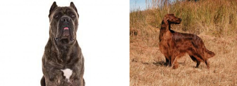 Irish Setter vs Cane Corso - Breed Comparison