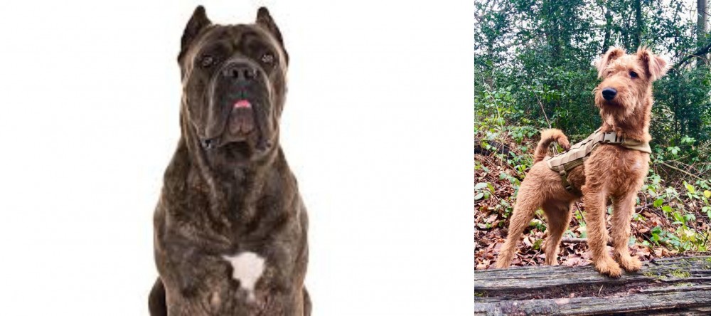 Irish Terrier vs Cane Corso - Breed Comparison