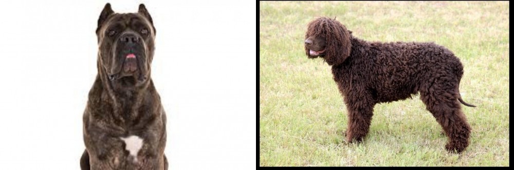 Irish Water Spaniel vs Cane Corso - Breed Comparison