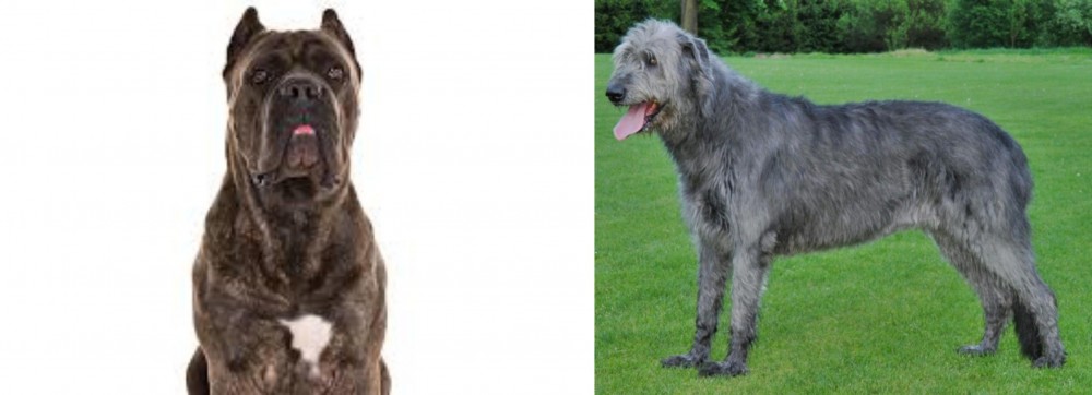 Irish Wolfhound vs Cane Corso - Breed Comparison