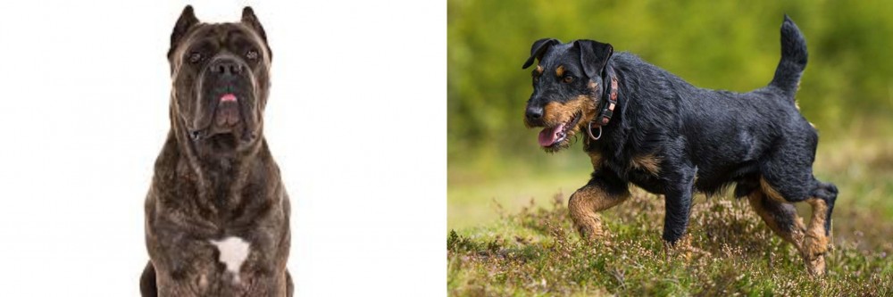 Jagdterrier vs Cane Corso - Breed Comparison