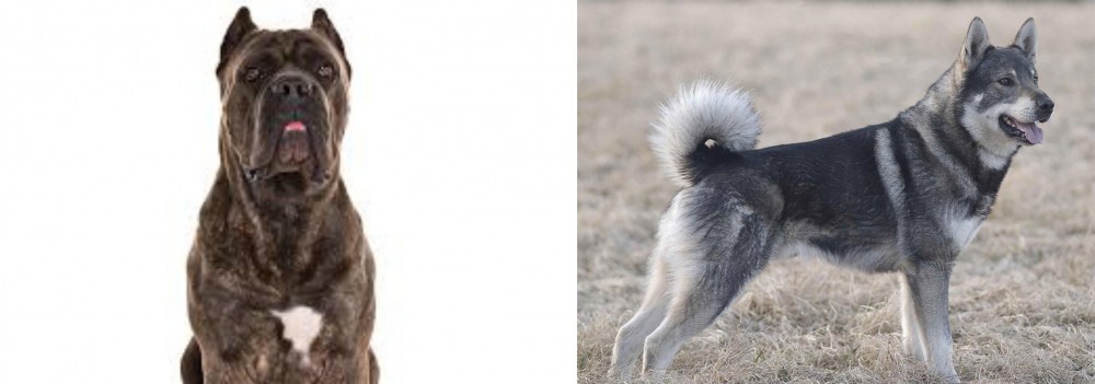 Jamthund vs Cane Corso - Breed Comparison