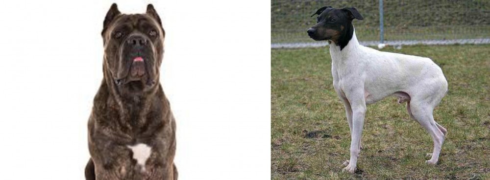 Japanese Terrier vs Cane Corso - Breed Comparison
