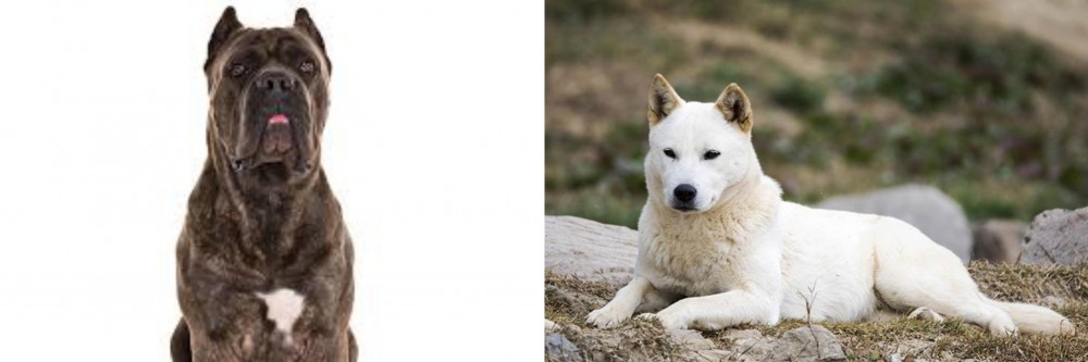 Jindo vs Cane Corso - Breed Comparison
