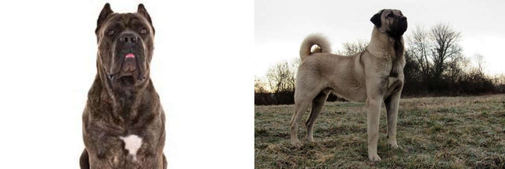 Kangal Dog vs Cane Corso - Breed Comparison