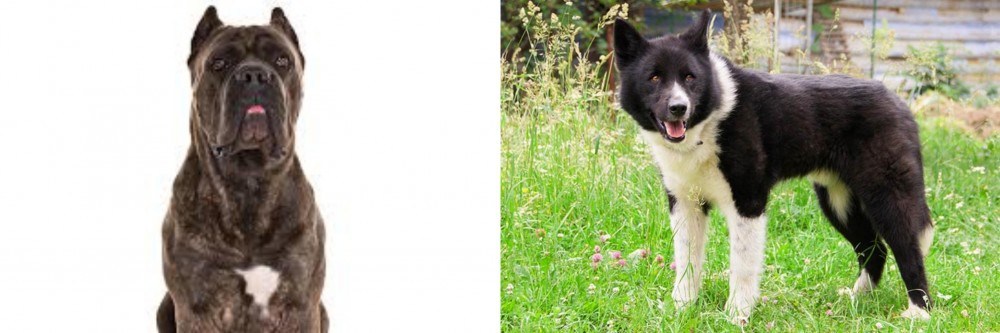 Karelian Bear Dog vs Cane Corso - Breed Comparison