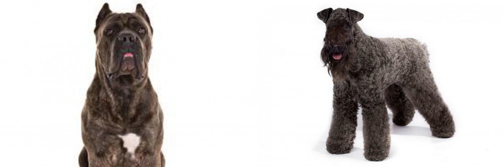 Kerry Blue Terrier vs Cane Corso - Breed Comparison