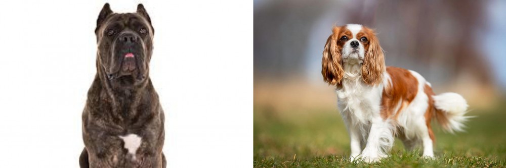 King Charles Spaniel vs Cane Corso - Breed Comparison