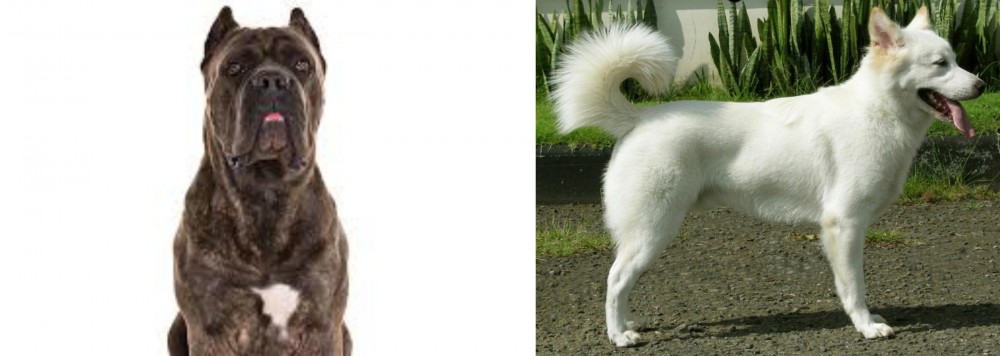 Kintamani vs Cane Corso - Breed Comparison