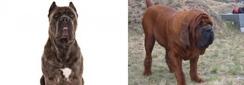 Korean Mastiff vs Cane Corso - Breed Comparison