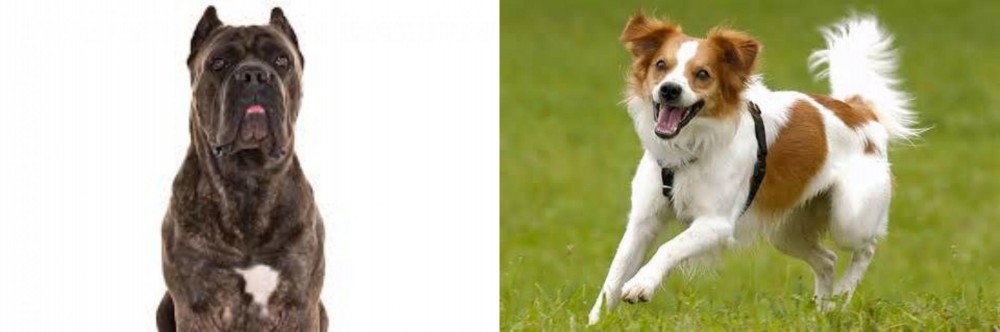 Kromfohrlander vs Cane Corso - Breed Comparison