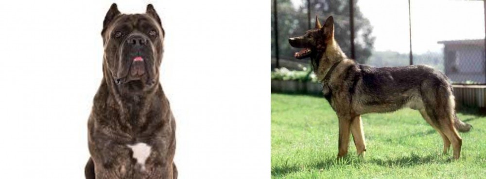 Kunming Dog vs Cane Corso - Breed Comparison