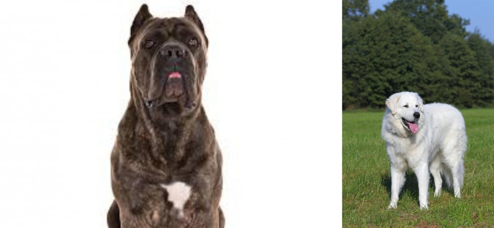 Kuvasz vs Cane Corso - Breed Comparison