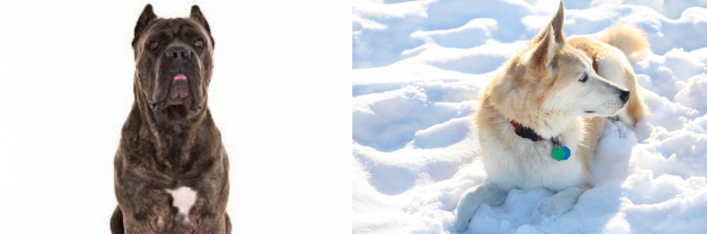 Labrador Husky vs Cane Corso - Breed Comparison